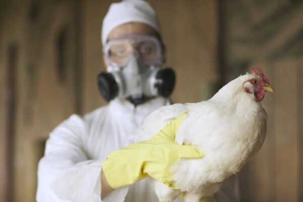 Gripe aviária pode baratear frango, mas impacto na inflação é limitado gripe-aviaria-pode-baratear-frango,-mas-impacto-na-inflacao-e-limitado