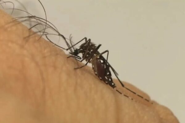 GO: 2 municípios receberão mosquitos com bactéria que enfrentamento a dengue go:-2-municipios-receberao-mosquitos-com-bacteria-que-combate-a-dengue